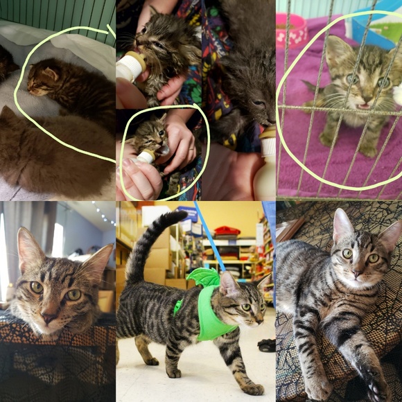 Proceeds Help Me Save Animals Lives - Picture 6 of 7